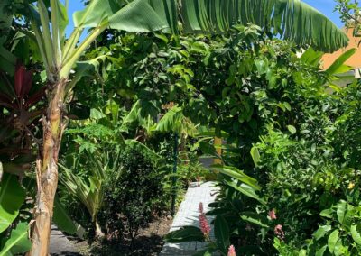 Gite la ferme des papayers Guadeloupe à St François